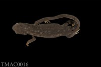 藏品(劍尾蠑螈)的圖片